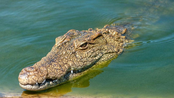 Ilustrasi buaya