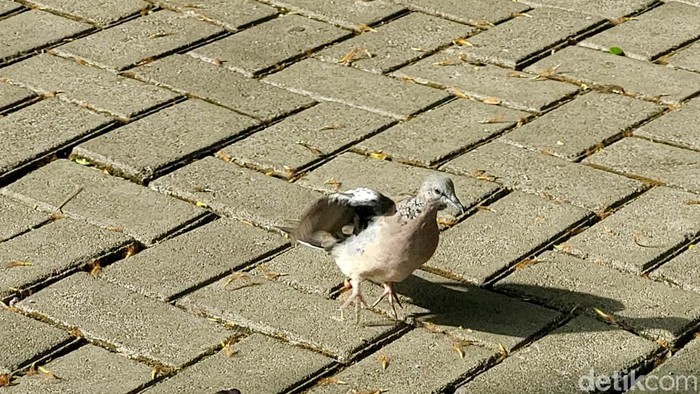 Burung tekukur di Cibeunying Park Kota Bandung.