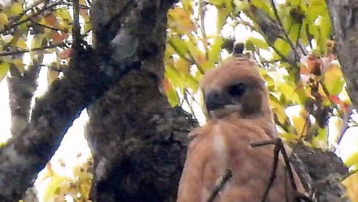 Elang jawa di Gunung Gede Pangrango.