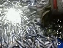 Viral Pantai Tasikmalaya Diserbu Ribuan Ikan Japuh, Fenomena Apa Ini?