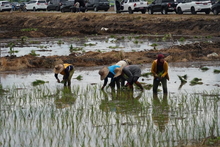 Gubernur Kalimantan Tengah Sugianto Sabran mendampingi Menteri Pertanian RI meninjau Area Sawah dan Food Estate di Desa Bentuk Jaya A5 Dadahup, Kabupaten Kapuas.