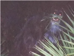 Ilmuwan Pun Sulit Menjelaskan Kumpulan Foto Misterius dan Menyeramkan Ini