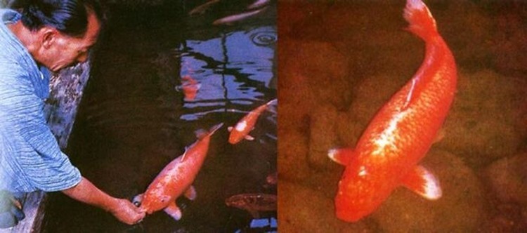 Kumpulan Foto Bersejarah yang Memiliki Kisah Mengecengangkan