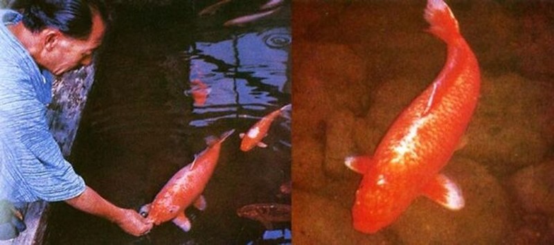 Kumpulan Foto Bersejarah yang Memiliki Kisah Mengecengangkan