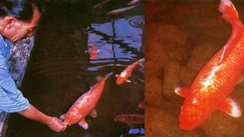 Hanako adalah seekor ikan koi panjang usia yang meninggal di usia 226 tahun. Foto: Historyfeels via Boredpanda