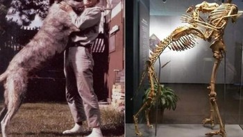 Grover Krantz adalah seorang antropolog yang menyumbangkan tubuhnya ke Museum Smithsonian untuk menunjukkan bagaimana kerangka bisa menjadi alat pendidikan. Foto: Historyfeels via Boredpanda