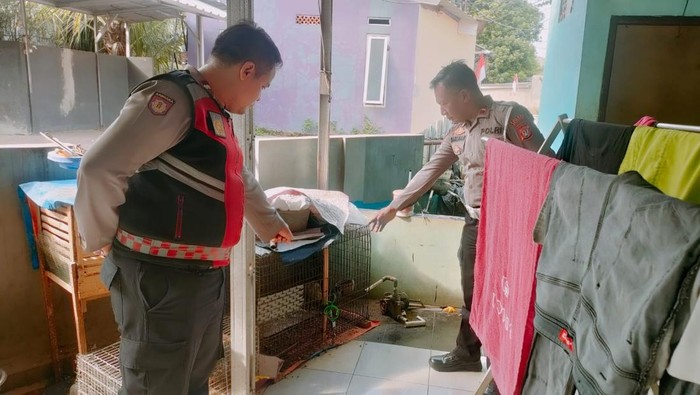 Sebuah video memperlihatkan maling ayam menggunakan sarung seperti ninja dan tak pakai celana di Sawangan, Depok, viral di media sosial. Polisi mengecek lokasi tempat kejadian perkara (TKP) menyelidiki kasus tersebut.