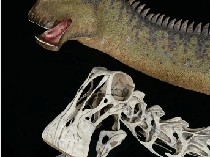 Kenalan dengan Nigersaurus Taqueti, Dinosaurus yang Punya 500 Gigi
