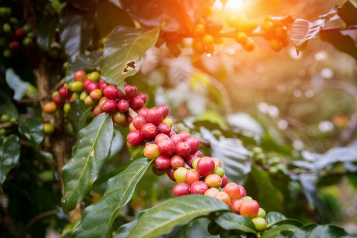 Coffee beans on trees