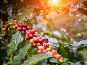 4 Keunikan Kopi Ambal Kebumen, Tumbuhnya di Pesisir Pantai Selatan