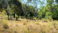 Satwa Baluran