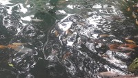 Ikan warna warni menghiasi Telaga Biru Cicerem Kuningan.