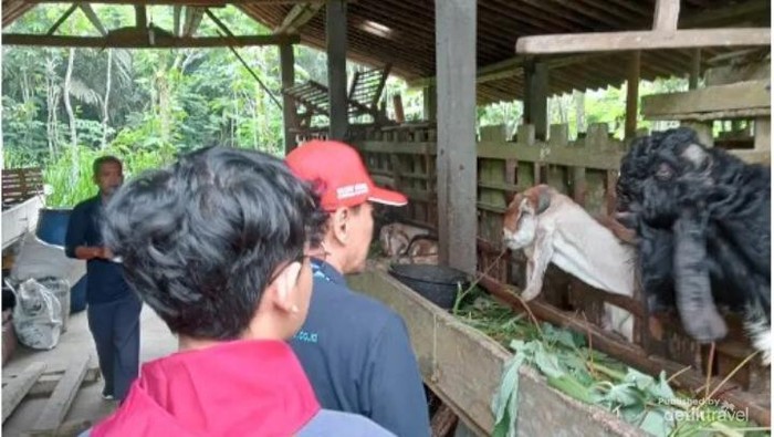 Beternak Hingga Panen Salak, Ini Beragam Aktivitas Seru di Desa Wisata Nganggring