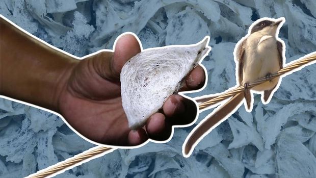 China & Hong Kong Borong Harta Karun RI, Berani Bayar Rp 7,4 Juta/Kg China & Hong Kong Borong Harta Karun RI, Berani Bayar Rp 7,4 Juta/Kg