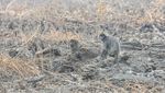 Potret Pilu Lutung Terdampak Karhutla di Muaro Jambi