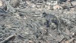 Potret Pilu Lutung Terdampak Karhutla di Muaro Jambi