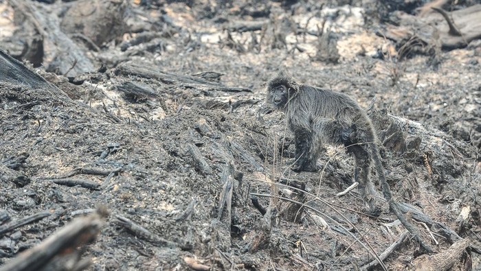 Dampak karhutla di Muaro Jambi Seekor lutung kelabu (Trachypithecus cristatus) berjalan di sela-sela puing kayu yang tumbang akibat kebakaran di Desa Rantau Panjang, Muaro Jambi, Jambi, Kamis (29/8/2024).Kebakaran yang terjadi sejak Jumat (23/8/2024) itu menjalar ke tiga desa, meliputi Rantau Panjang, Rondang, dan Londrang dan menghanguskan sedikitnya 1.000 hektare lahan, sementara upaya pemadaman masih terus dilakukan. ANTARA FOTO/Wahdi Septiawan/rwa.