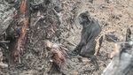 Potret Pilu Lutung Terdampak Karhutla di Muaro Jambi