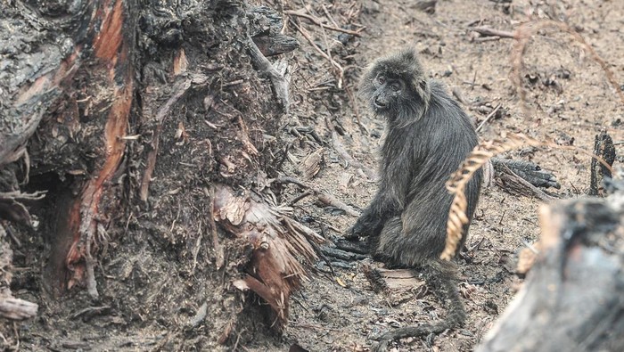 Dampak karhutla di Muaro Jambi Seekor lutung kelabu (Trachypithecus cristatus) berjalan di sela-sela puing kayu yang tumbang akibat kebakaran di Desa Rantau Panjang, Muaro Jambi, Jambi, Kamis (29/8/2024).Kebakaran yang terjadi sejak Jumat (23/8/2024) itu menjalar ke tiga desa, meliputi Rantau Panjang, Rondang, dan Londrang dan menghanguskan sedikitnya 1.000 hektare lahan, sementara upaya pemadaman masih terus dilakukan. ANTARA FOTO/Wahdi Septiawan/rwa.