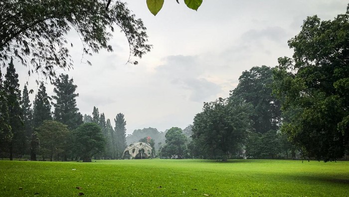 Meadow in Bogor Botanical Gardens