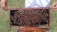 Madu paling banyak dijual di taman ini berasal dari mellifera yang memiliki beragam jenis madu. Ragam jenis madu dan rasa sesuai dari nektar bunga mana yang lebah itu hisap, ada dari pohon kelengkeng, rambutan hingga kapuk.  