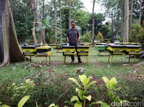 Melihat Destinasi Edukasi Taman Wisata Lebah Jakarta Timur