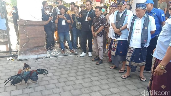 Pendukung I Nengah Tamba dan I Made Suardana (Tamba-Dana) menggelar atraksi adu ayam jago di halaman kantor KPU Jembrana, Kamis (29/8/2024). (Foto: I Putu Adi Budiastrawan/detikBali)