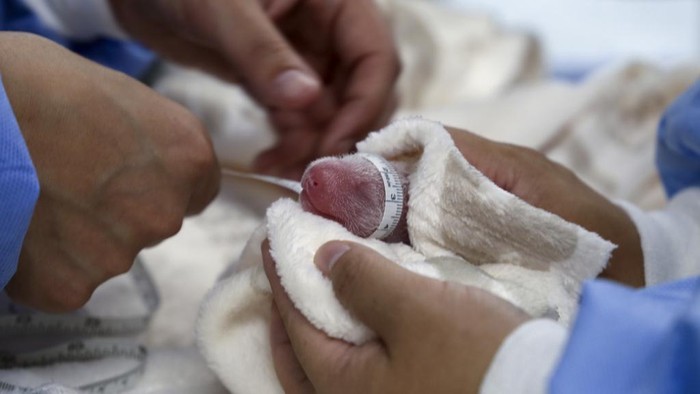 Potret Bayi Panda Kembar Lahir di Kebun Binatang Jerman This photo released by the Zoo Berlin on Tuesday, Aug. 27, shows a newborn panda at the Zoo in Berlin. (Β© 2024 Zoo Berlin via AP)