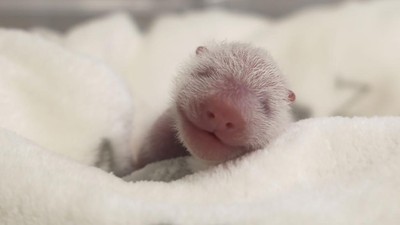 Potret Bayi Panda Kembar Lahir di Kebun Binatang Jerman