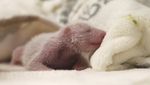Potret Bayi Panda Kembar Lahir di Kebun Binatang Jerman