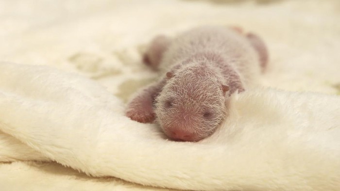 This photo released by the Zoo Berlin on Tuesday, Aug. 27, shows a newborn panda at the Zoo in Berlin. (© 2024 Zoo Berlin via AP)