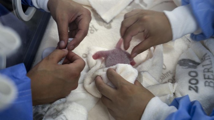 Potret Bayi Panda Kembar Lahir di Kebun Binatang Jerman This photo released by the Zoo Berlin on Tuesday, Aug. 27, shows a newborn panda at the Zoo in Berlin. (Β© 2024 Zoo Berlin via AP)