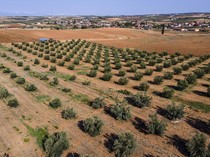 Kekeringan Parah Melanda Yunani, Ancam Pertanian hingga Pariwisata
