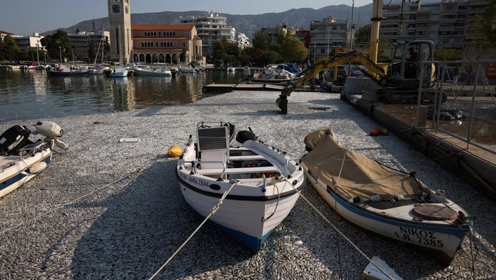 Ratusan Ribu Ikan Mati Selimuti Pelabuhan di Yunani Akibat Cuaca Ekstrem A man sits in a boat as tonnes of dead fish have washed up in the port of Volos, Greece, August 28, 2024. REUTERS/Alexandros Avramidis TPX IMAGES OF THE DAY