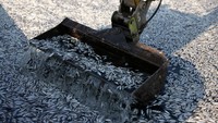 Ikan-ikan tersebut tersapu ke Teluk Pagasetic oleh surutnya air banjir akibat Badai Daniel, dan langsung mati setelah bersentuhan dengan air asin. 