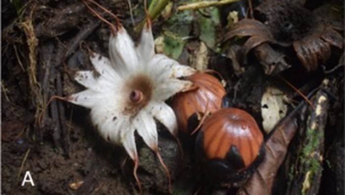 Rhizanthes deceptor, salah satu jenis Rizanthes yang tersebar di Sumatra bagian barat dan Bengkulu.
