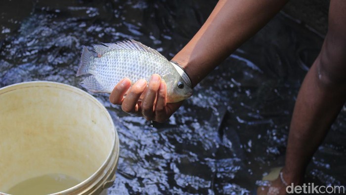 Sentra produksi ikan Kampung Nila Kawali di Ciamis, Jawa Barat,