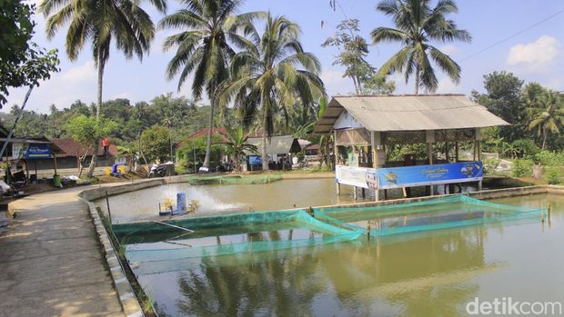 Suasana di Kampung Nila Kawali