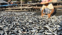 Nelayan sedang menjemur ikan