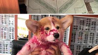 Dikira terluka, anjing menggemaskan ini rupanya kekenyangan habis makan buah naga yang membuat badanya merah-merah. Foto: Site News