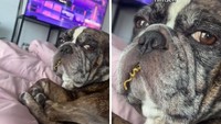 Bangun tidur, pemilik anjing imut ini kaget melihat sang hewan peliharaan tertangkap mencuri mie. Foto: Site News