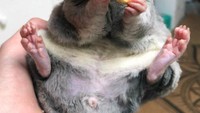Hamster menggemaskan ini tertangkap basah gigit biskuit hasil curiannya. Foto: Site News