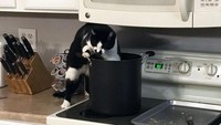 Aksi pencurian makan kucing berbulu belang ini sukses bikin pemiliknya tertawa. Foto: Site News