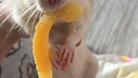 Kalau hamster ini justru ketahuan curi permen jenis gummy yang manis dan kenyal. Foto: Site News