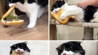 Sekali dapat sandwich curiannya, kucing ini benar-benar tak mau melepaskan makanan tersebut. Foto: Site News