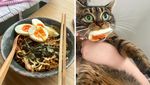 10 Aksi Kocak dan Menggemaskan Saat Hewan Peliharaan Curi Makanan