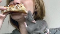 Tikus peliharaan berwarna abu-abu ini secara terang-terangan ambil pizza yang tengah disantap pemiliknya.  Foto: Site News