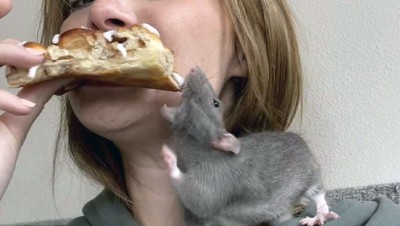 10 Aksi Kocak dan Menggemaskan Saat Hewan Peliharaan Curi Makanan