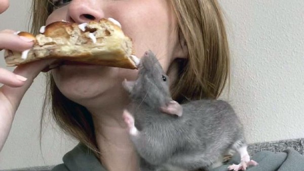 10 Aksi Kocak dan Menggemaskan Saat Hewan Peliharaan Curi Makanan