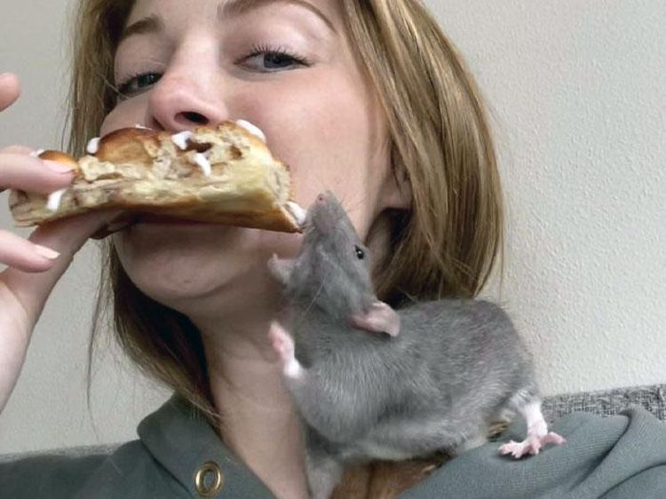 10 Aksi Kocak dan Menggemaskan Saat Hewan Peliharaan Curi Makanan